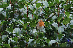 Rouge gorge