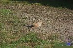 Lièvre au repos