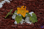 Fleur de courgette