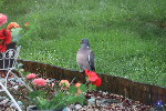 Pigeon ramier